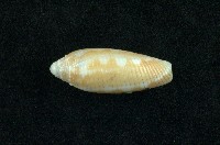 藏品(筆螺)的圖片